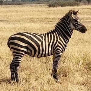 Meet your Posher, Tim